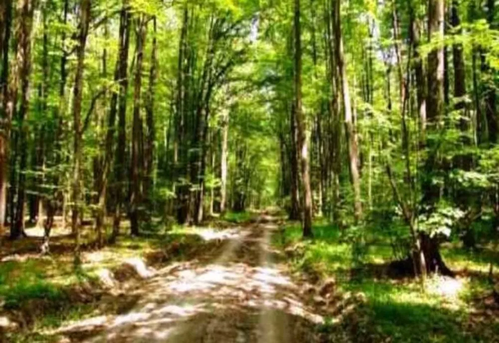 Pădurea Băneasa, aproape pustie. Jandarmii au patrulat călare pentru a se asigura că românii respectă restricțiile