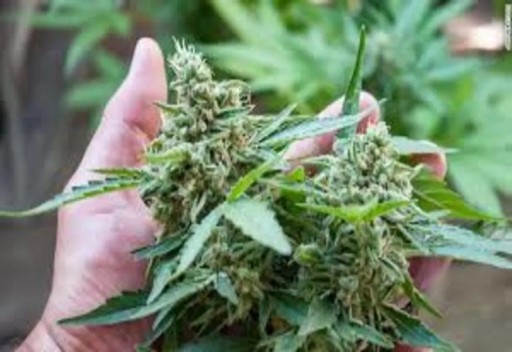 Cultură de cannabis descoperită de polițiști în București și Ilfov