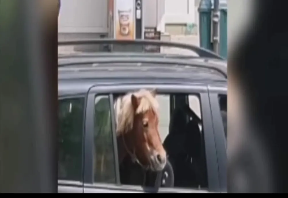 Pasager-surpriză în mașina unui șofer din Iași (VIDEO)