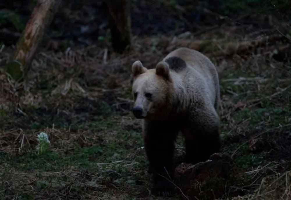 Bărbat de 55 de ani atacat azi noapte de un urs