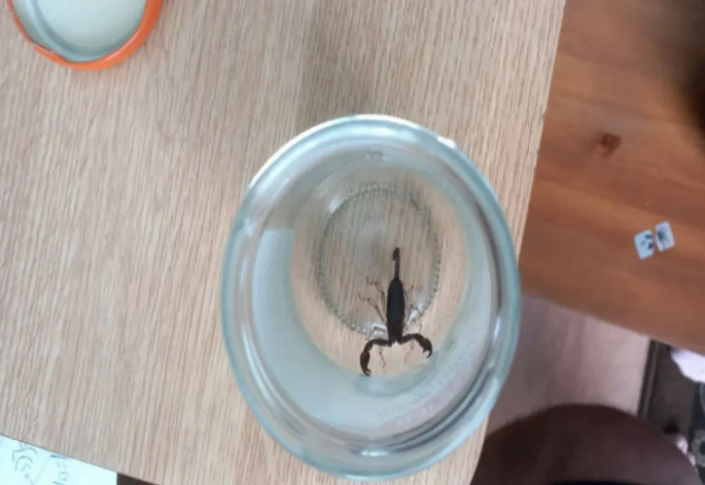 O femeie a ajuns la spital, înțepată de un scorpion