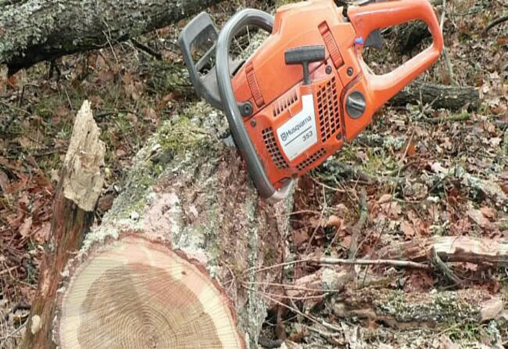 3.000 DE ARBORI USCAȚI CU RISC PENTRU LOCUITORI, TOALETAȚI ȘI DEFRIȘAȚI ÎN SECTORUL 2