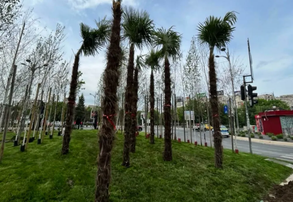 Scandalul PALMIERILOR: un primar a decis plantarea lor, altul scoaterea lor. Arborii exotici au rezistat doar 3 zile, la Unirii