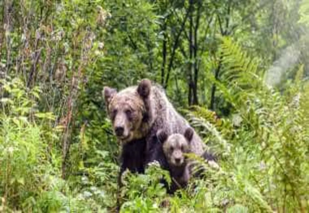 TOT MAI MULȚI URȘI ÎN ZONE LOCUITE DIN VÂLCEA. PATRU INTERVENȚII ALE JANDARMILOR ÎN DOAR CÂTEVA ORE