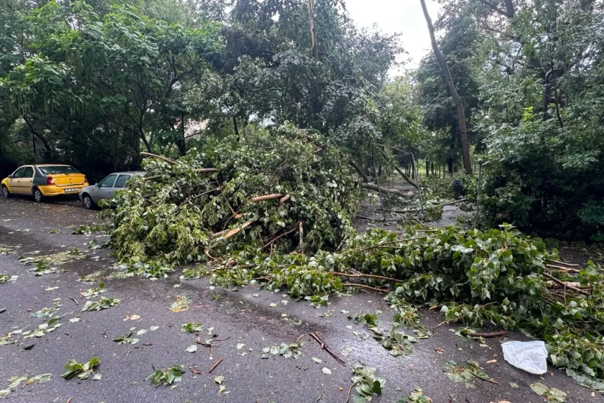 Furtuna a făcut ravagii în Capitală. Mai mulți copaci au fost doborâți de vântul puternic -FOTO