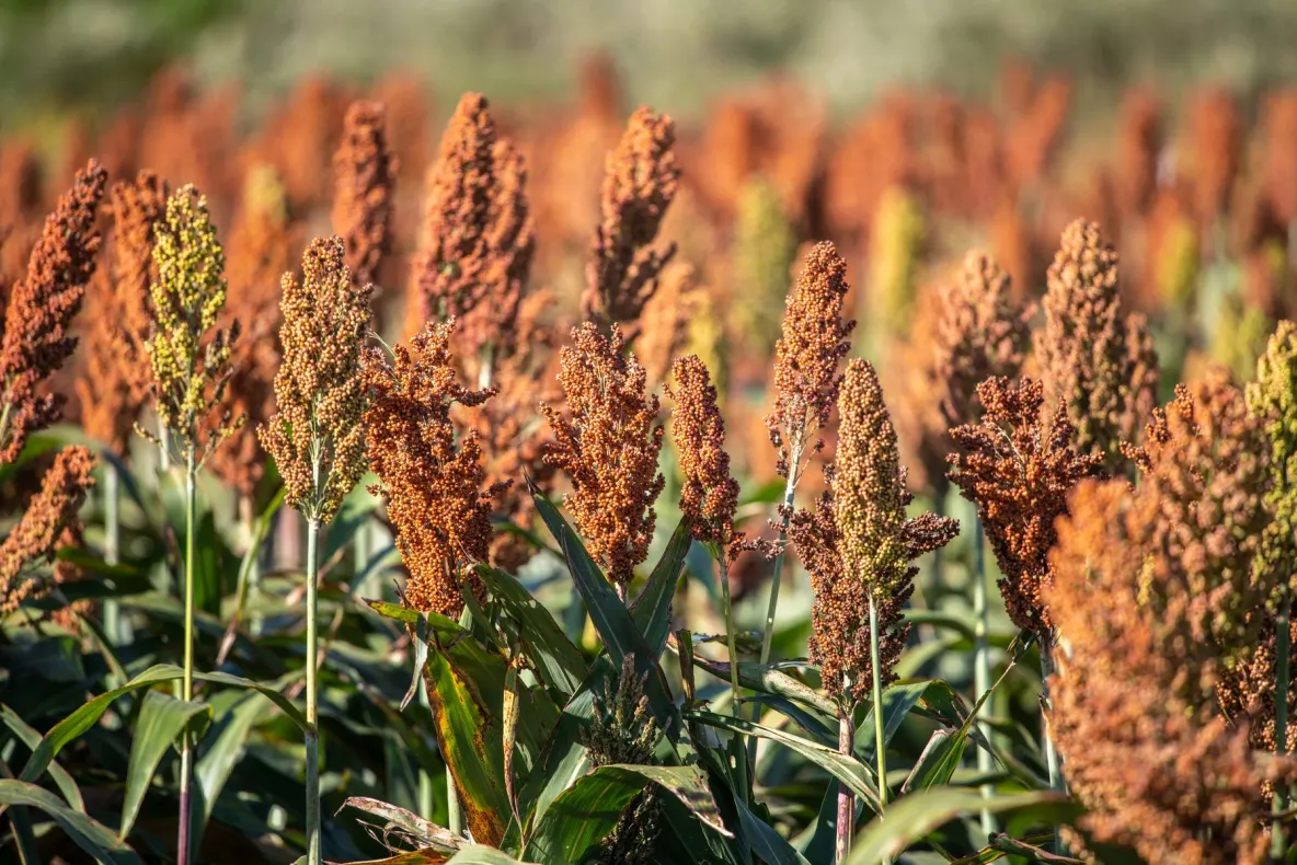Seceta schimbă agricultura. Fermierii aleg sorgul în locul porumbului: care sunt avantajele