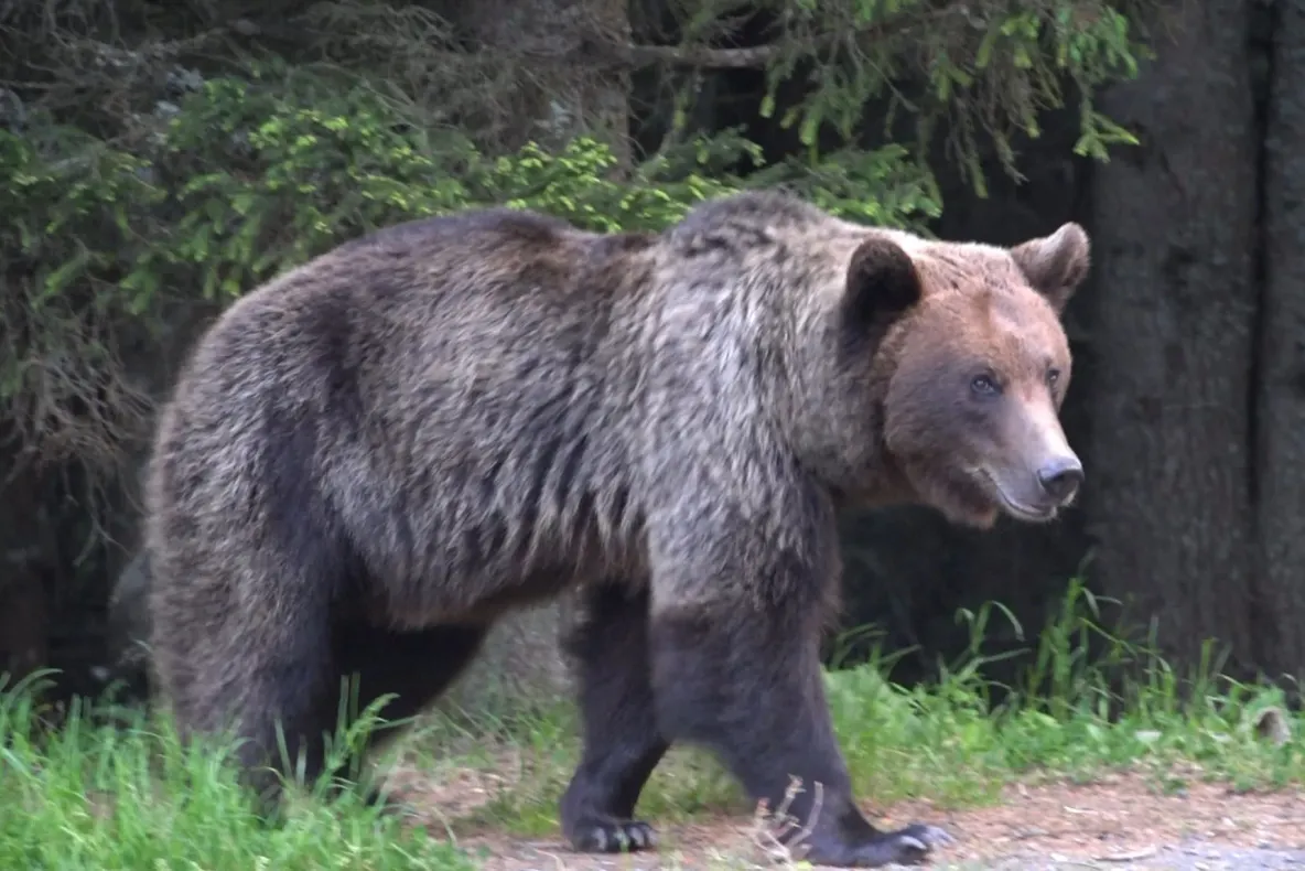 Alertă în Poiana Brașov! Un urs care intra în mod repetat în stațiune a fost împușcat