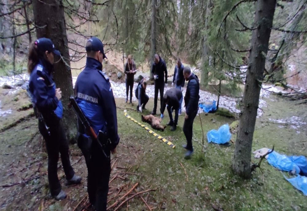 FOTO: Zeci de cadavre ale unor câini, găsite în Parcul Naţional Retezat