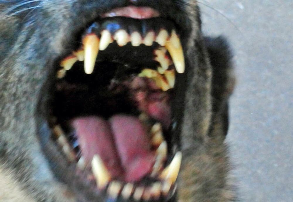 Un copil de 6 ani, din județul Constanța, A MURIT după ce a fost atacat de un câine