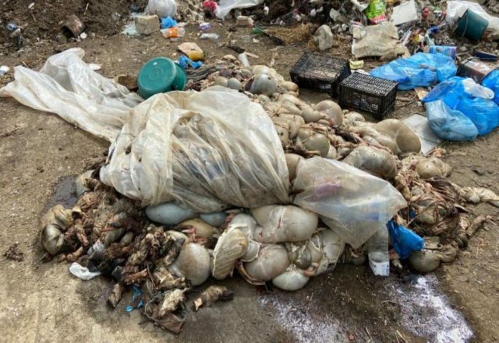 Poliţiştii şi comisarii de mediu din Ialomiţa, anchetă, după apariția imaginilor cu animale descompuse pe câmp