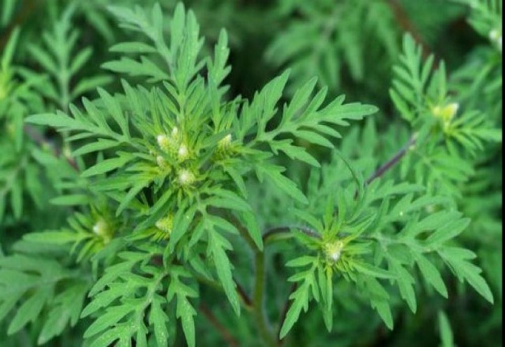 Acțiune de combatere a ambroziei de pe marginea drumurilor județene din Ilfov