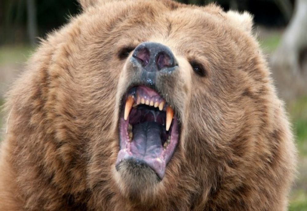 O femeie a fost atacată de un urs, în județul Hunedoara