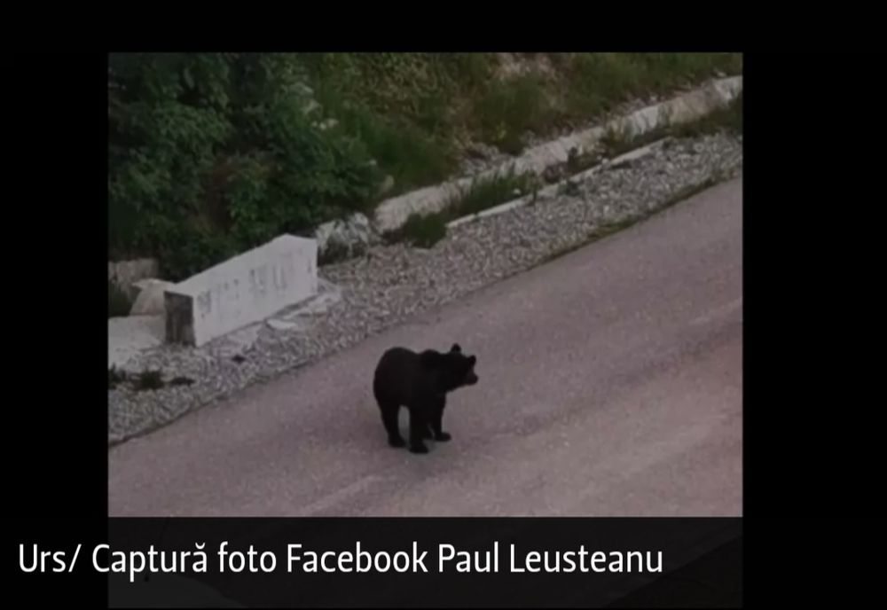 PERICOL la un loc de joacă din Predeal! Urs surprins în apropiere: zona era plină de copii - VIDEO