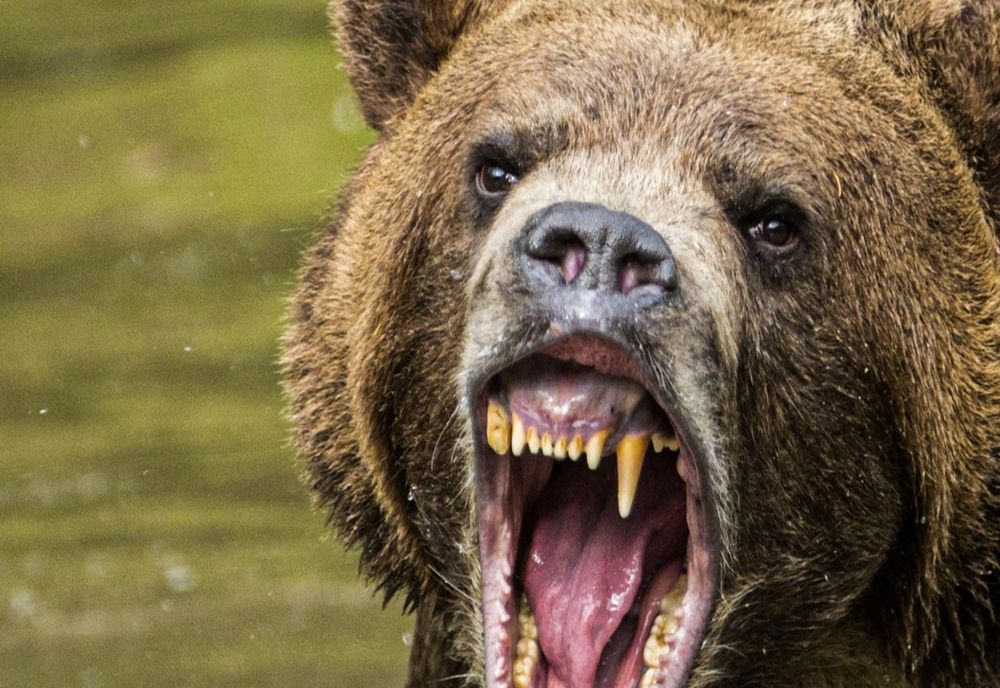 URSUL CARE A UCIS O TÂNĂRĂ PE JEPII MICI VA FI TESTAT PENTRU RABIE