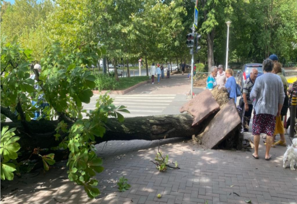 Incident foarte grav în Sectorul 3 al Capitalei - Un copac a căzut peste o femeie