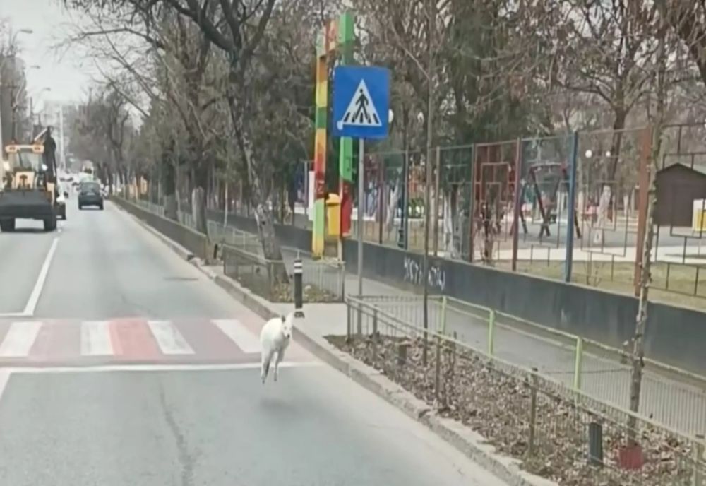 PUI DE CANGUR, FILMAT ALERGÂND PE O STRADĂ DIN BUCUREȘTI