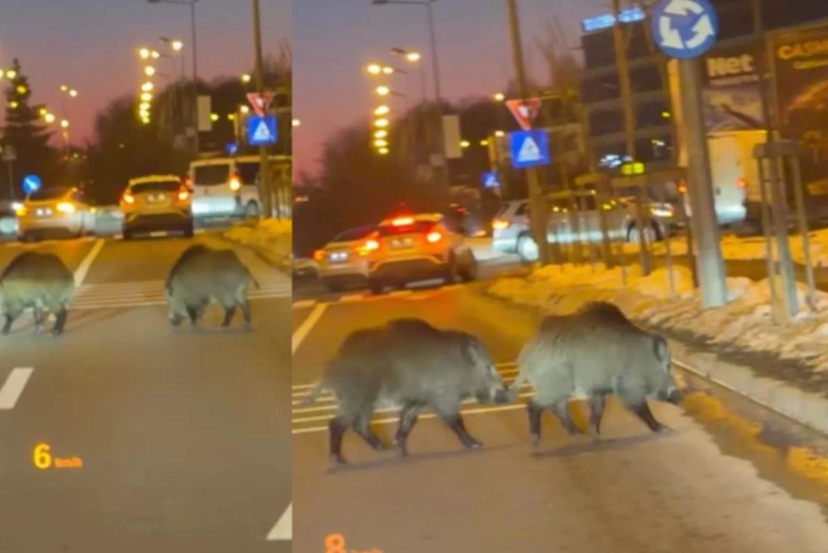 Porci mistreți, surprinși pe o șosea aglomerată din Băneasa. Scene neobișnuite în nordul Capitalei | VIDEO