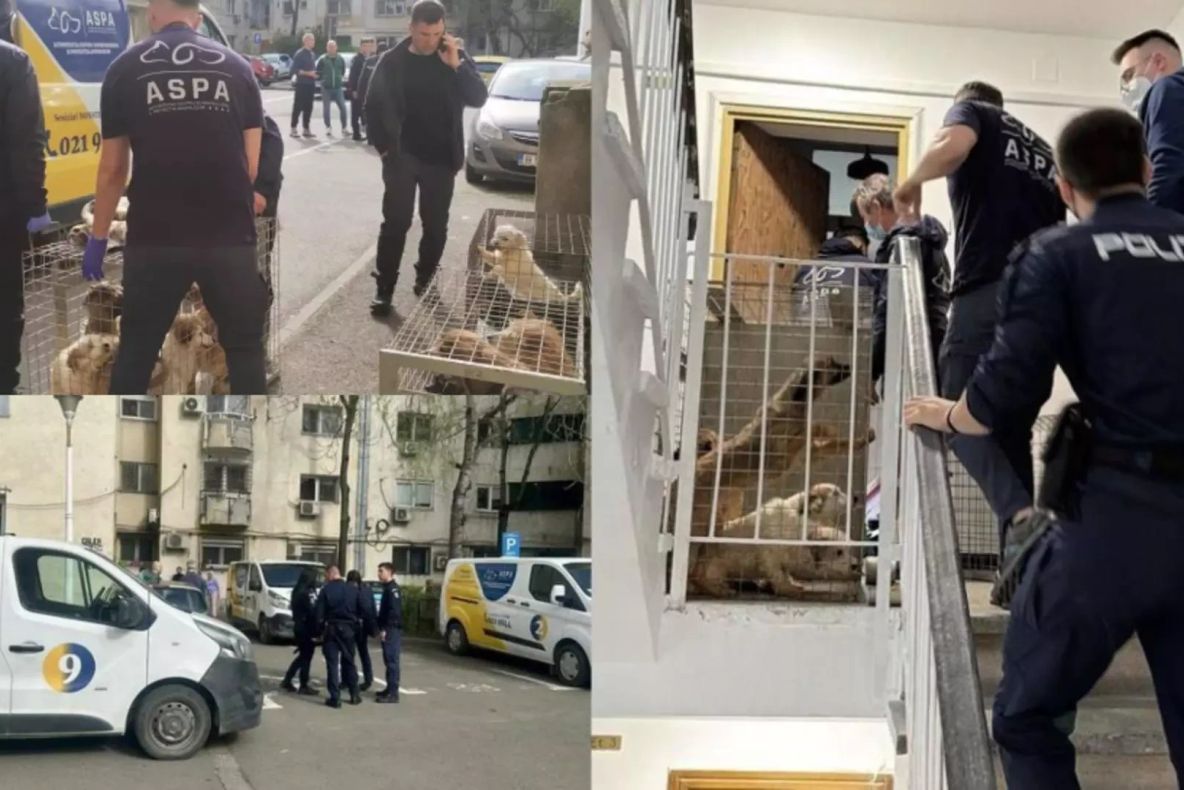 Descoperire șocantă într-un apartament din București