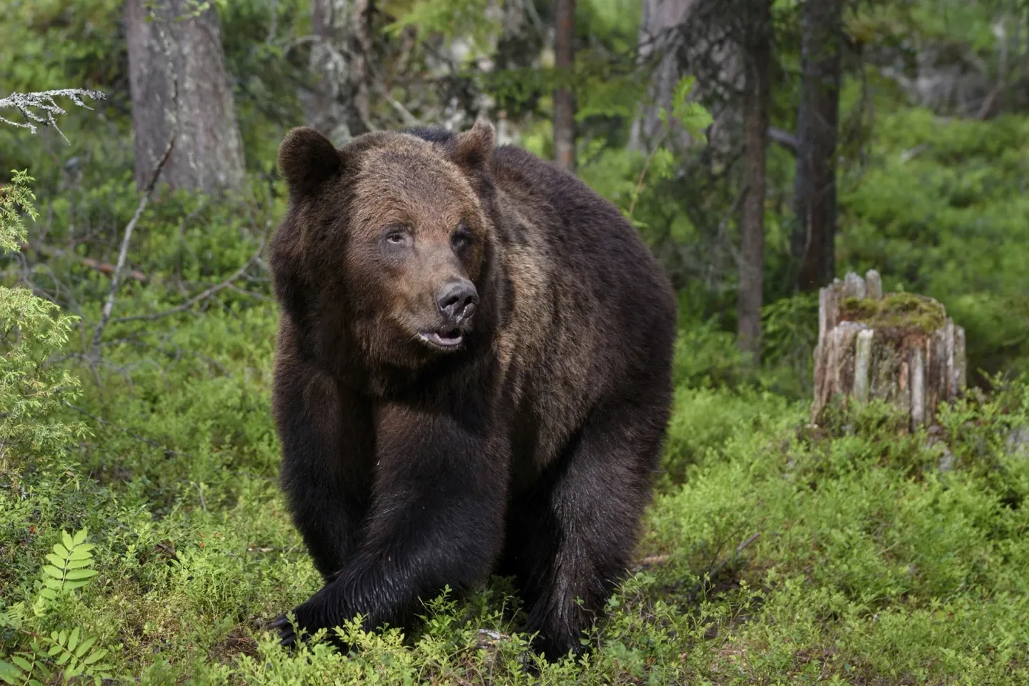 Alertă de urs în Ilfov: animalul sălbatic, semnalat lângă comuna Gruiu, la 40 de kilometri de București