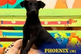 ASPA anunță primul târg de adopții de câini negri „BLACK DOG DAY”