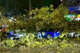 Copac a căzut peste cinci vehicule pe Bulevardul Iuliu Maniu, în Sectorul 6
