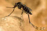 INSP: 42 de cazuri cu virusul West Nile, confirmate în București în 2026! Cele mai multe din țară
