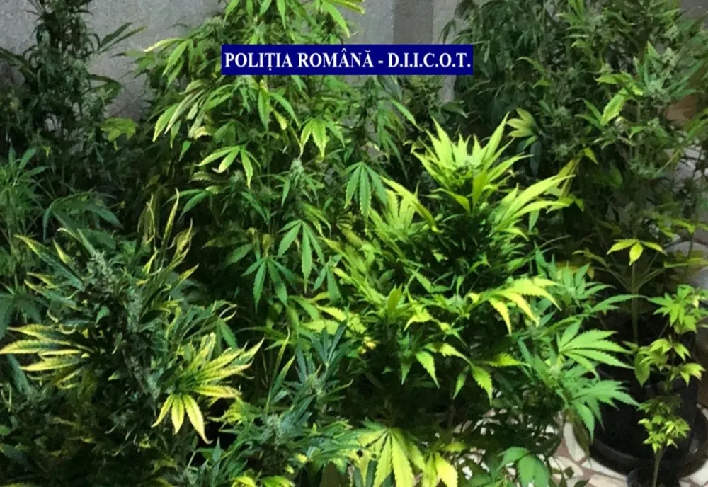 Francez reținut pentru trafic de droguri. Bărbatul cultiva canabis în Sectorul 3 al Capitalei 
