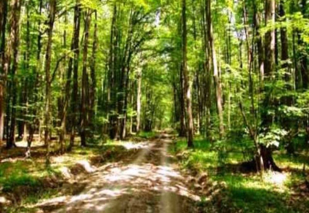 Pădurea Băneasa, aproape pustie. Jandarmii au patrulat călare pentru a se asigura că românii respectă restricțiile