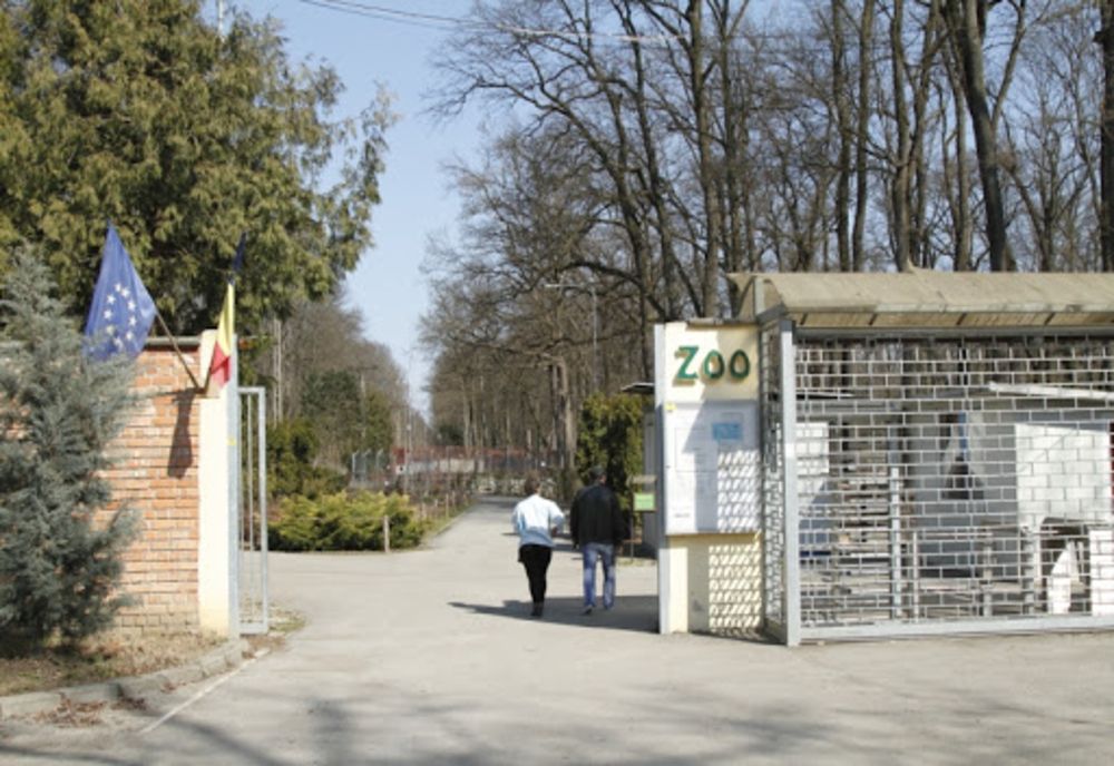 Cangurii de la Grădina Zoologică din Timișoara au fost uciși de câțiva câini care au ajuns în țarcul lor