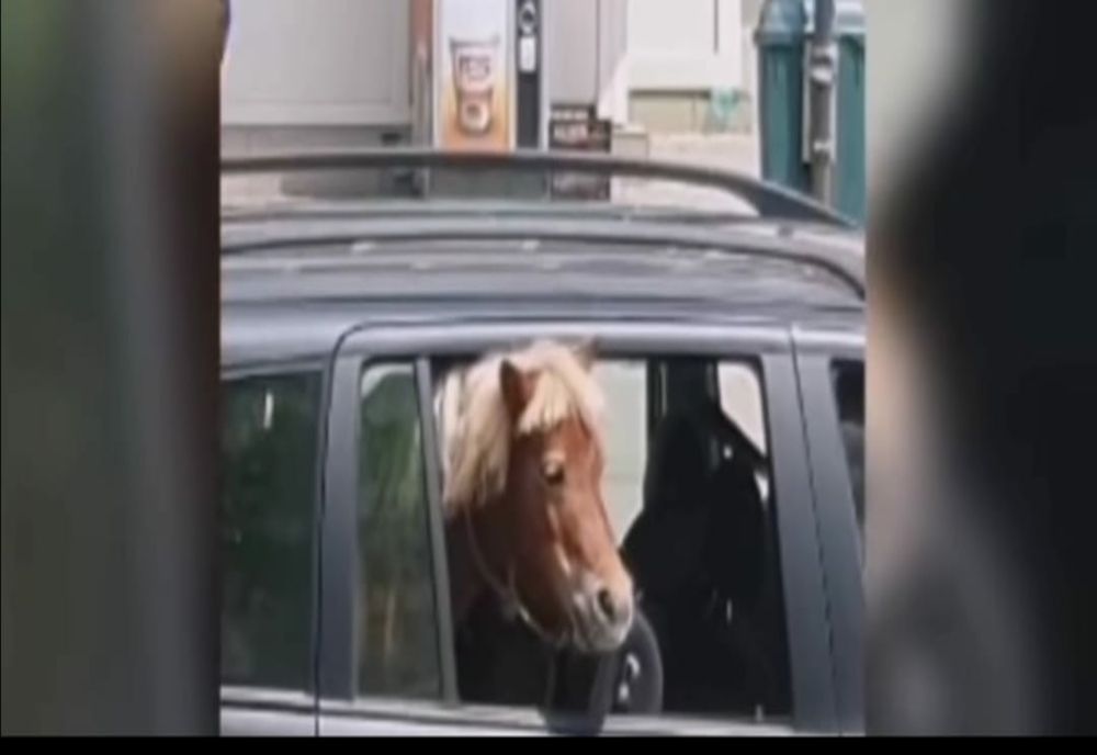 Pasager-surpriză în mașina unui șofer din Iași (VIDEO)