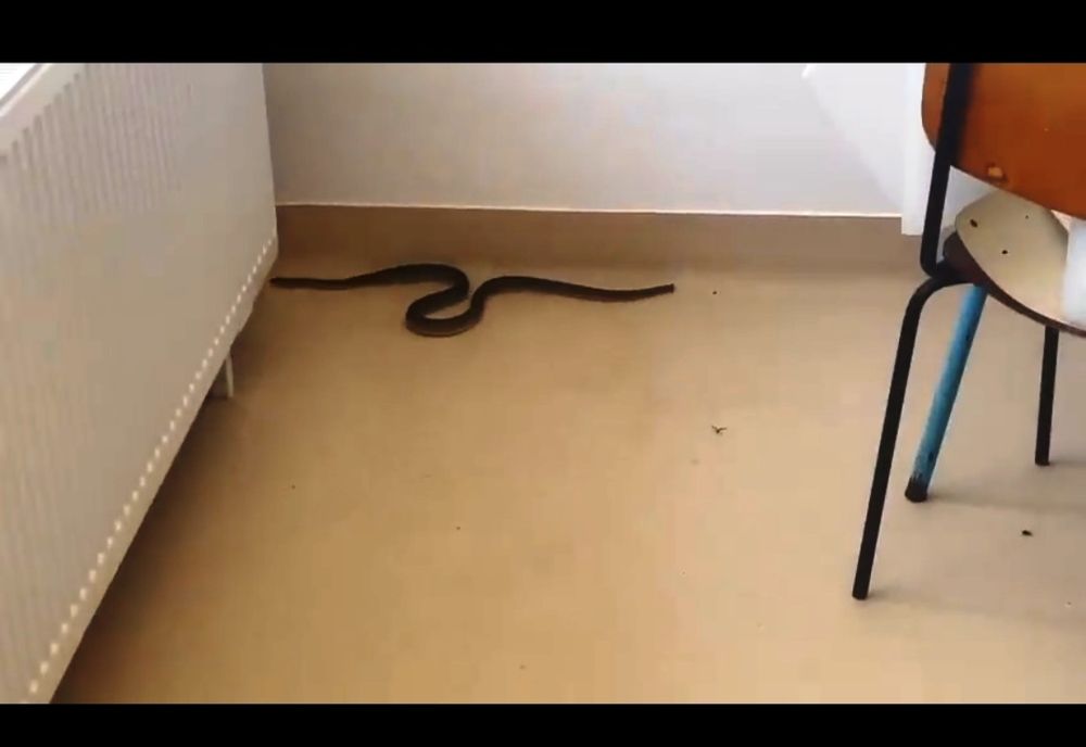 Şarpe filmat într-un spital din Olt (VIDEO)