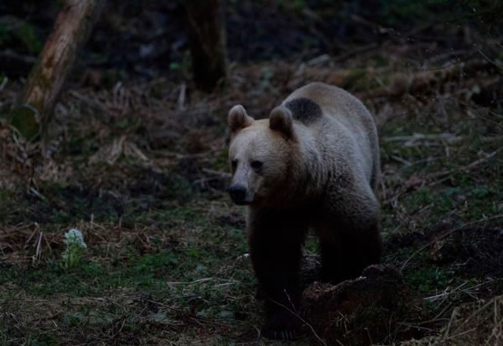 Bărbat de 55 de ani atacat azi noapte de un urs