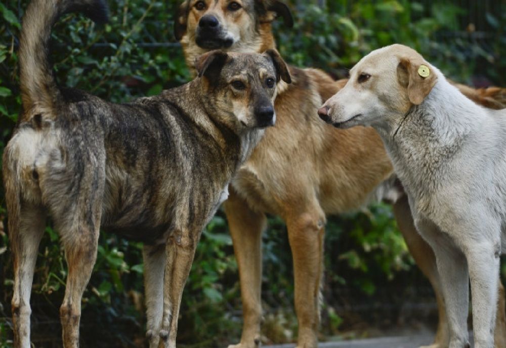 Descoperire macabră în București. O femeie a fost găsită fără viață, cu mușcături la gât provocate de câinii din curtea sa