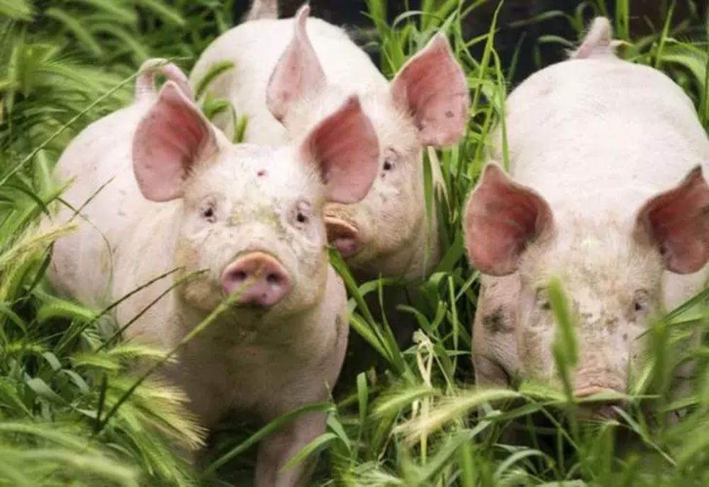FOCARE DE PESTĂ PORCINĂ AFRICANĂ ÎN JUDEȚUL BUZĂU: 29 DE PORCI SACRIFICAȚI