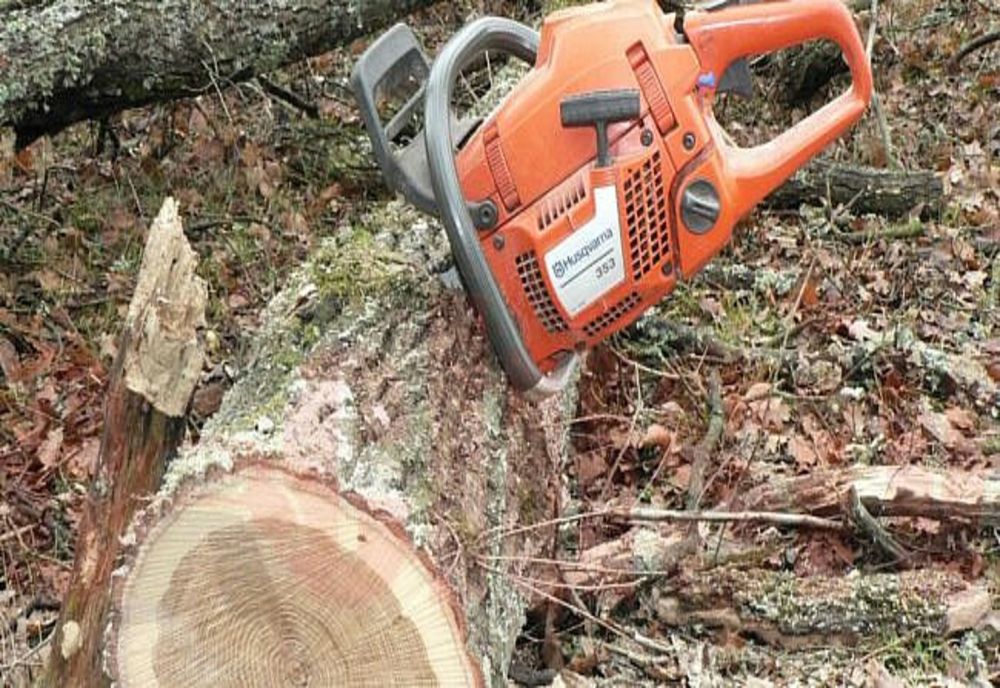 3.000 DE ARBORI USCAȚI CU RISC PENTRU LOCUITORI, TOALETAȚI ȘI DEFRIȘAȚI ÎN SECTORUL 2