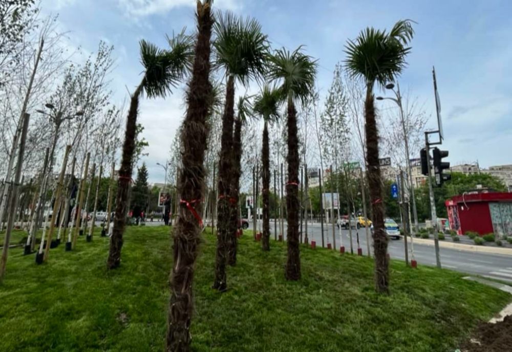 Scandalul PALMIERILOR: un primar a decis plantarea lor, altul scoaterea lor. Arborii exotici au rezistat doar 3 zile, la Unirii