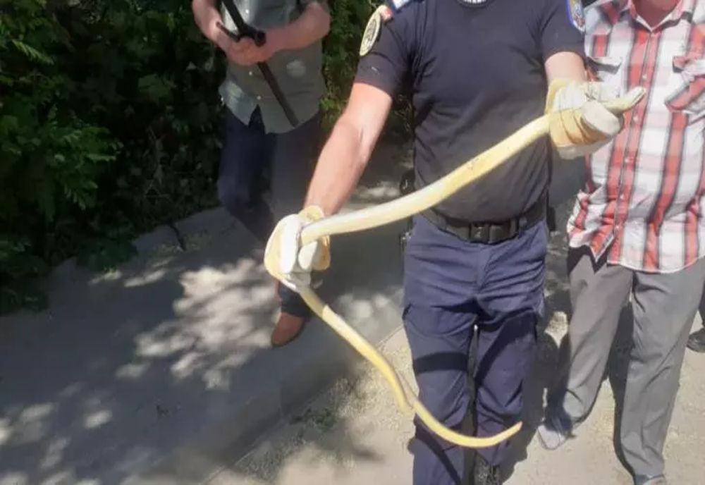 Invazie de ȘERPI în mai multe zone din țară! Alertă maximă - VIDEO