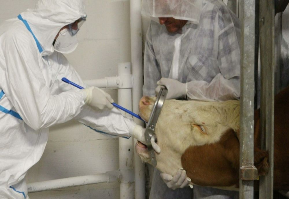 Alertă de ANTRAX la Iași. 3 muncitori de la o fermă de bovine, internați de urgență