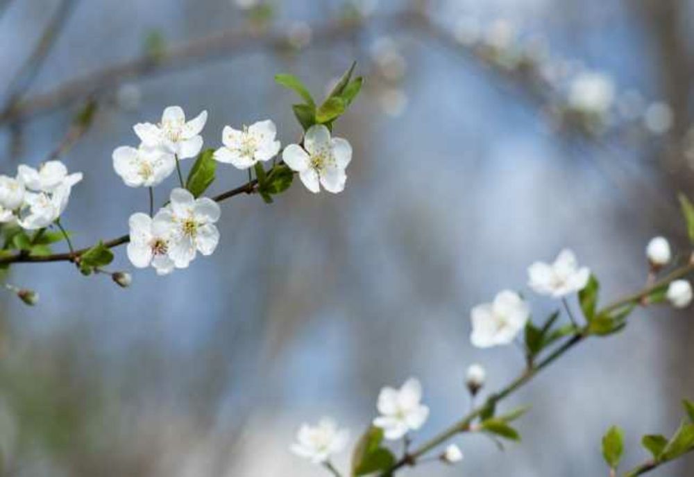 Prognoza meteo pentru următoarele patru săptămâni