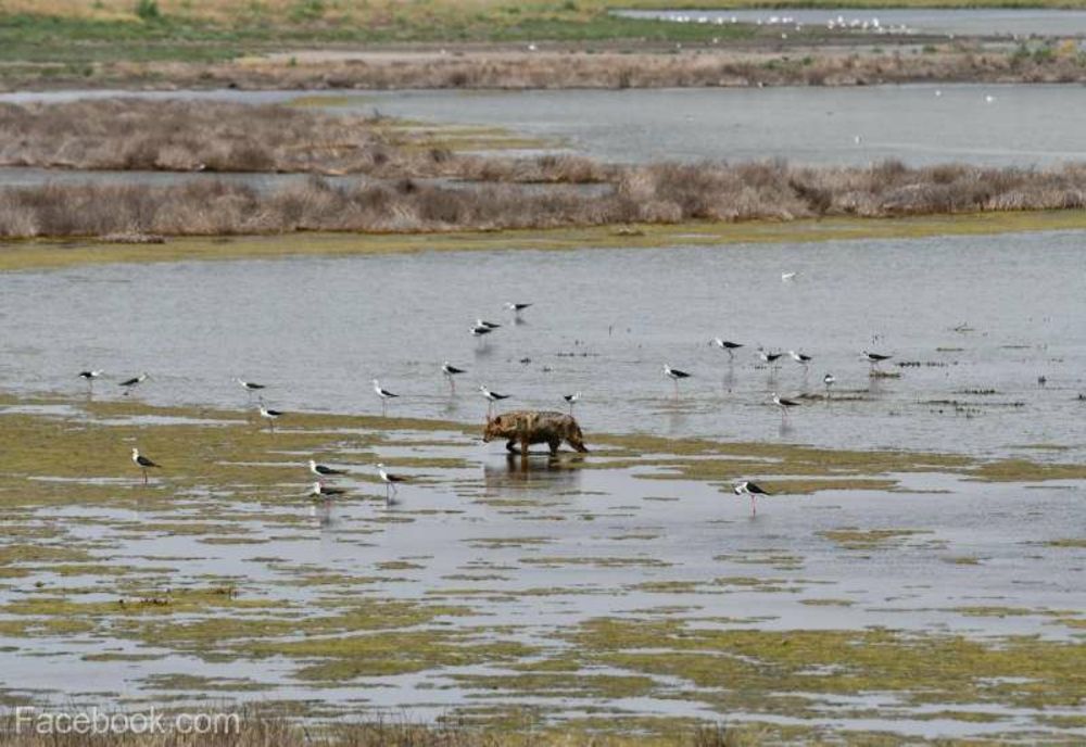 Noi activităţi de extracţie a şacalilor din Deltă