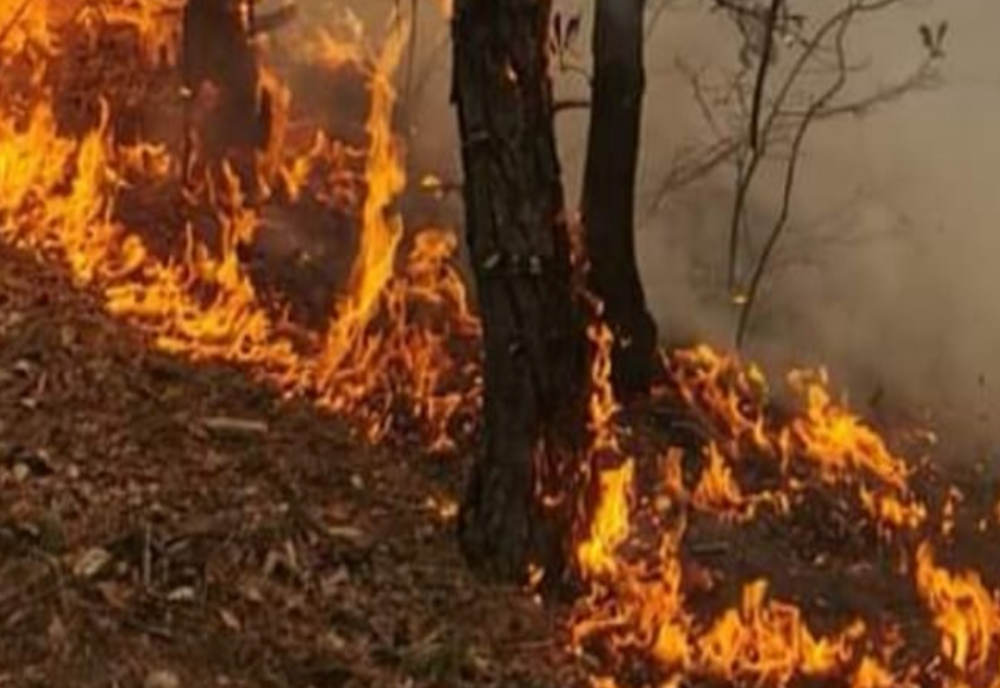 INCENDIU DE VEGETAȚIE ÎN ALBA. RISCUL DE EXTINDERE RĂMÂNE RIDICAT