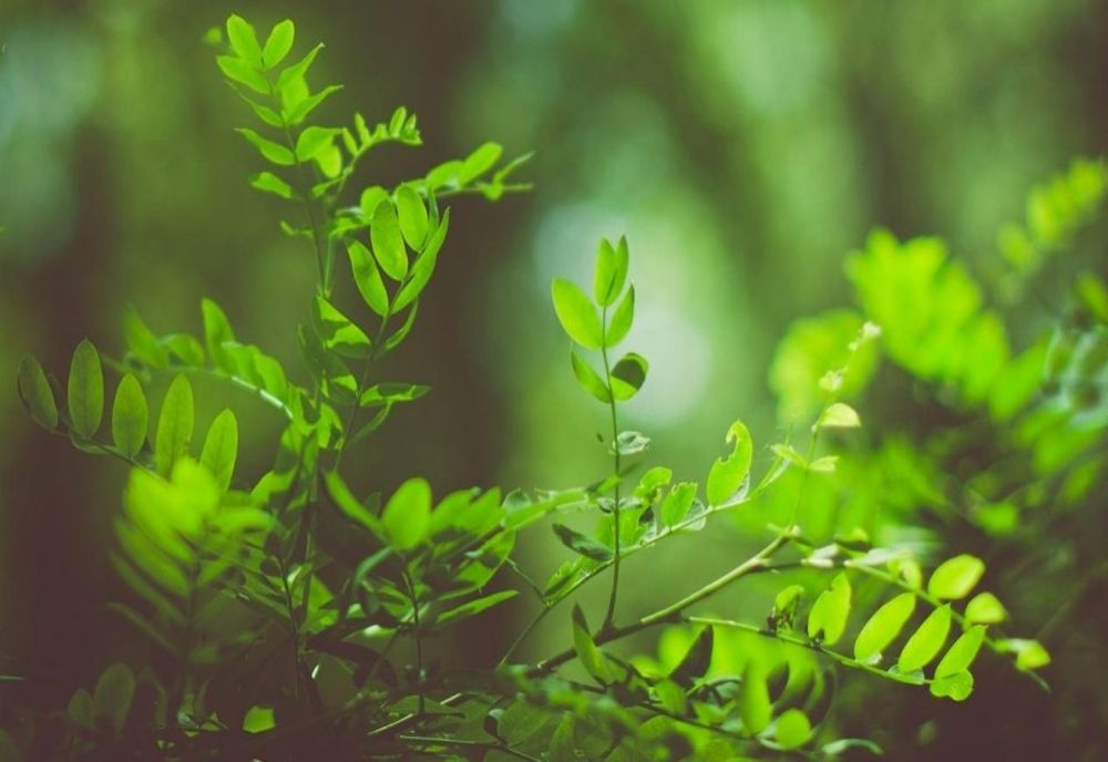 10.000 DE SALCÂMI, ULMI ȘI FRASINI VOR FI PLANTAȚI ÎN PĂDUREA CERNICA