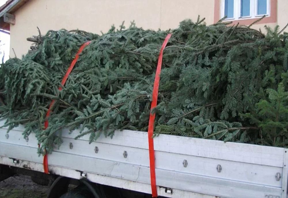 ROMSILVA: PESTE 18.500 POMI DE CRĂCIUN VOR FI COMERCIALIZAȚI SEZONUL ACESTA