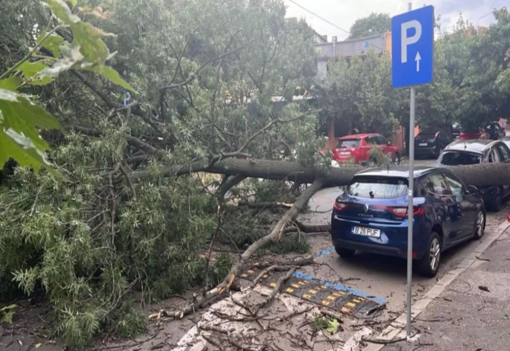 ZECI DE COPACI DOBORÂȚI DE FURTUNĂ ÎN BUCUREȘTI