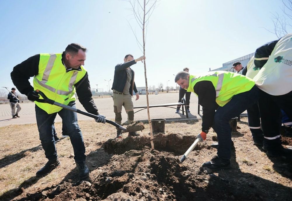 Aproape 200 de arbori, plantați într-o săptămână în Parcul Regele Mihai I din Capitală