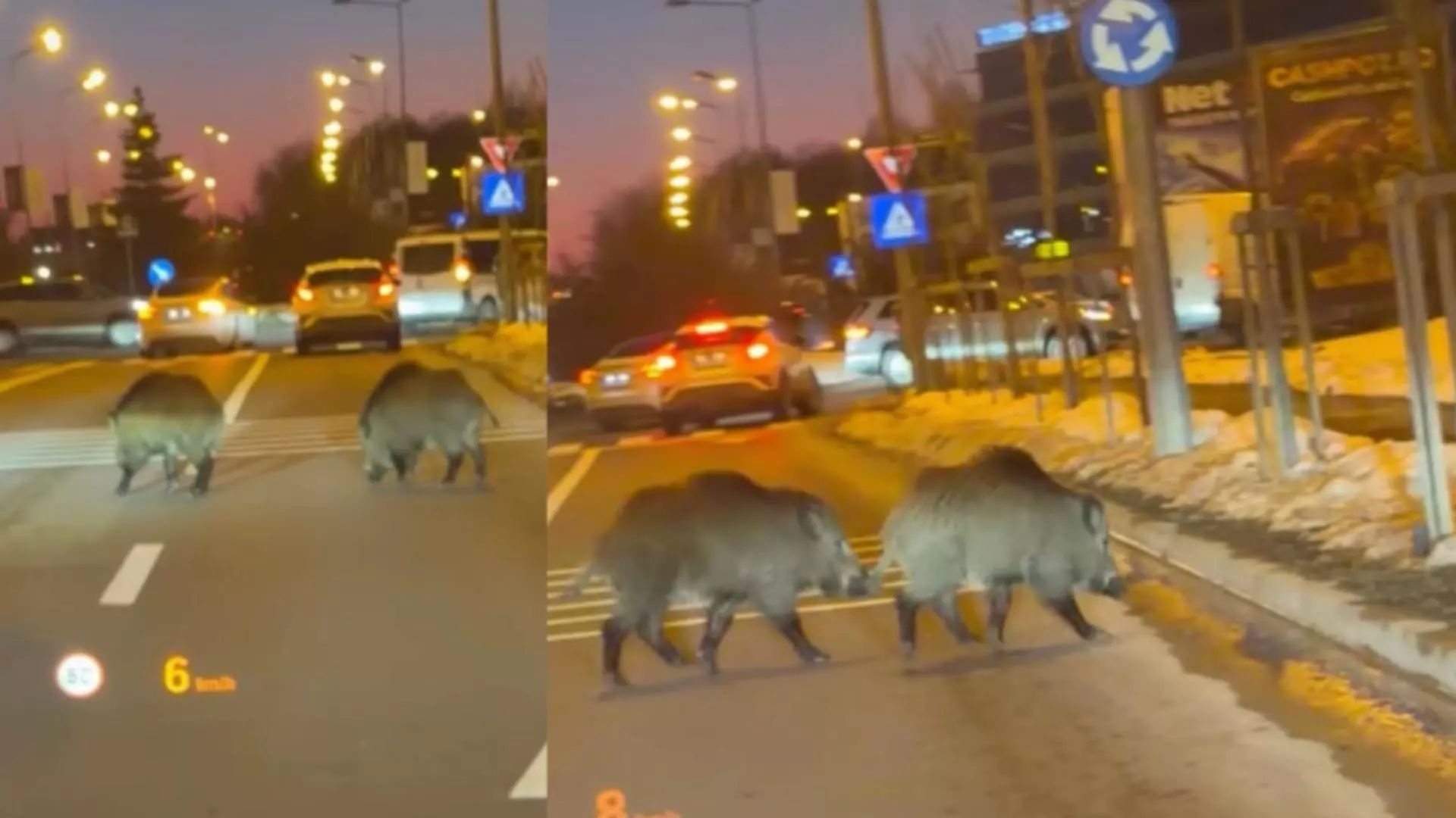 Porci mistreți, surprinși pe o șosea aglomerată din Băneasa. Scene neobișnuite în nordul Capitalei | VIDEO