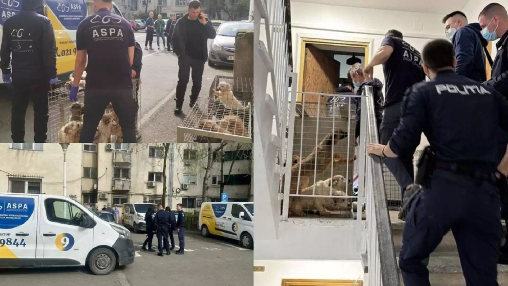 Descoperire șocantă. FOTO: ASPA