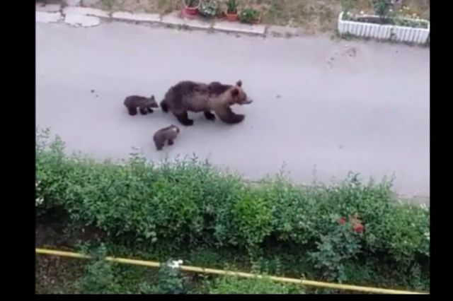 Primăriile pot elimina urșii care intră în localități, dar autoritățile spun că intervențiile sunt greu de făcut