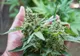 Cultură de cannabis descoperită de polițiști în București și Ilfov