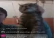 Un băiat din Giurgiu s-a filmat în timp ce tortura un pisoi. Poliția a deschis dosar penal